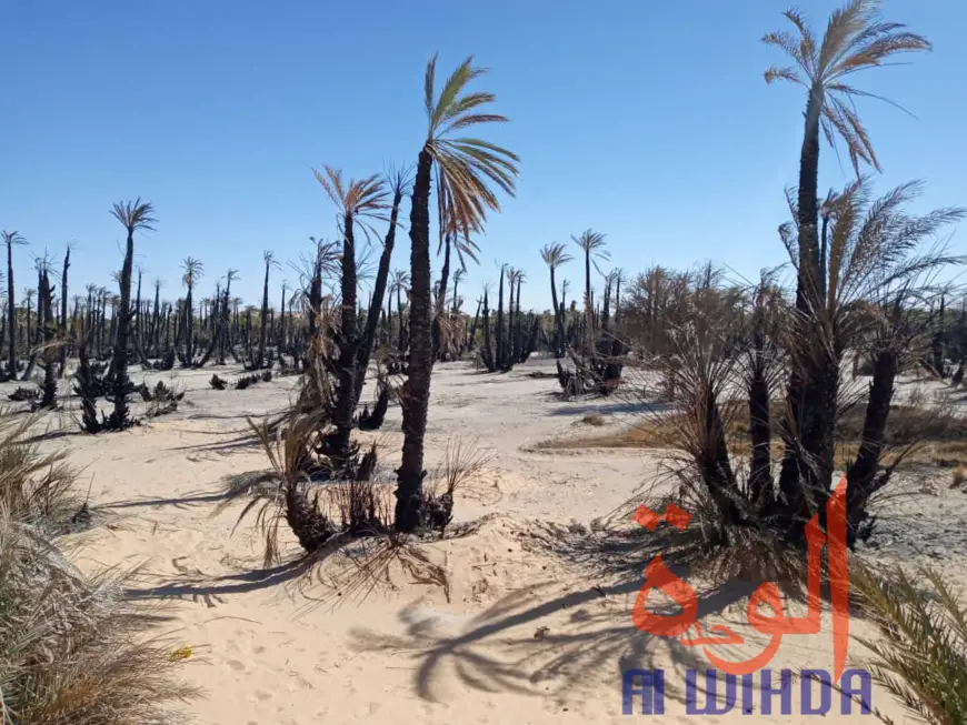 Tchad : un incendie ravage plus de 5.000 pieds de dattiers au Borkou. © Alwihda Info