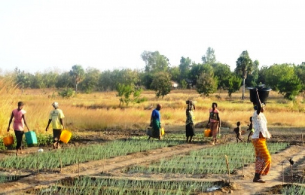 Des agriculteurs au Togo. © DR/Togo First