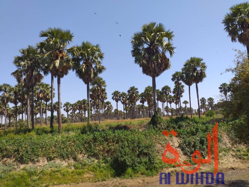 Tchad : A Kerfi, un paysage fascinant. © Mahamat Issa Gadaya/Alwihda Info Tchad : A Kerfi, un paysage fascinant. © Mahamat Issa Gadaya/Alwihda Info