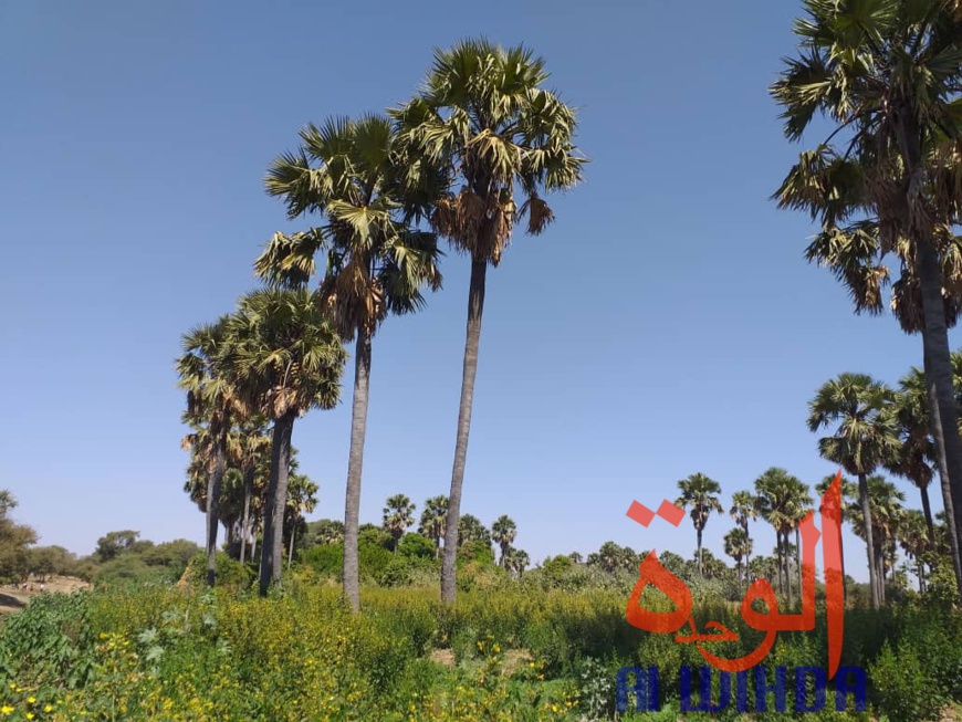 Tchad : A Kerfi, un paysage fascinant. © Mahamat Issa Gadaya/Alwihda Info Tchad : A Kerfi, un paysage fascinant. © Mahamat Issa Gadaya/Alwihda Info