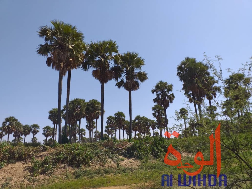 Tchad : A Kerfi, un paysage fascinant. © Mahamat Issa Gadaya/Alwihda Info Tchad : A Kerfi, un paysage fascinant. © Mahamat Issa Gadaya/Alwihda Info