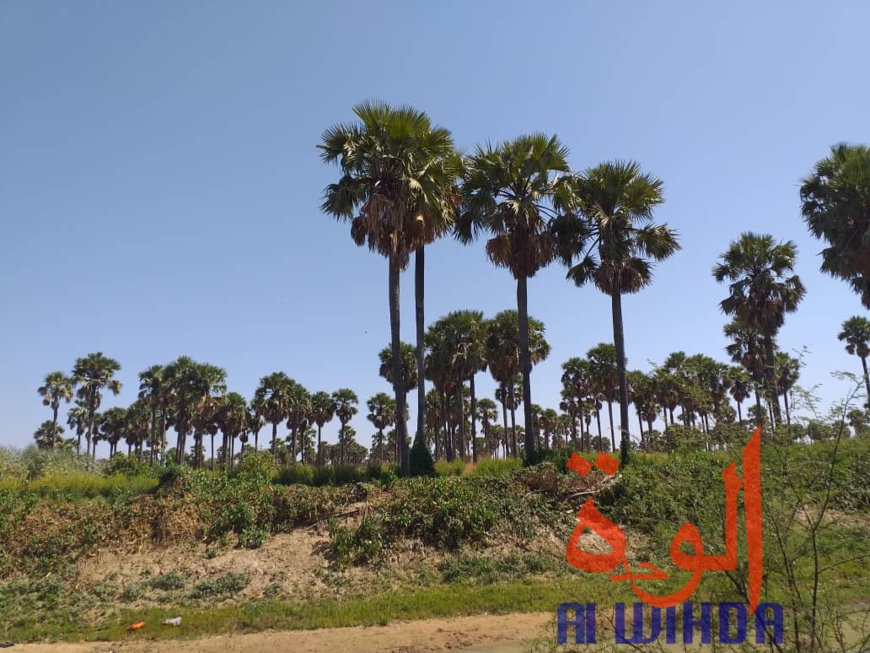 Tchad : A Kerfi, un paysage fascinant. © Mahamat Issa Gadaya/Alwihda Info Tchad : A Kerfi, un paysage fascinant. © Mahamat Issa Gadaya/Alwihda Info