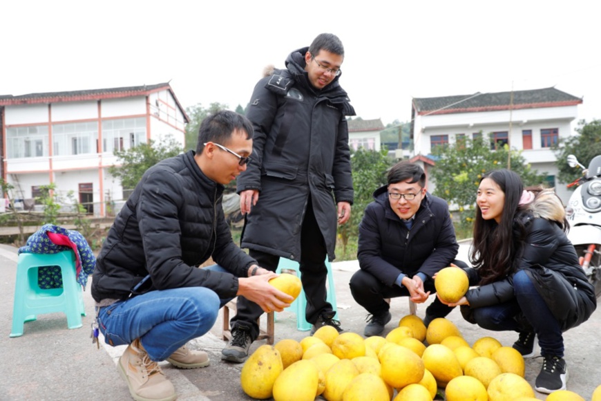 Buyers purchase grapefruits from farmers in Gexin village. Photo by Wang Mingfeng, Buyers purchase grapefruits from farmers in Gexin village. Photo by Wang Mingfeng,