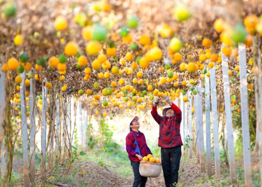 Farmers harvest Chinese snake gourds in Shuyang county, Suqian, east China's Jiangsu province, Nov. 5, 2019. Photo by Ding Xiaoyuan, People's Daily Online