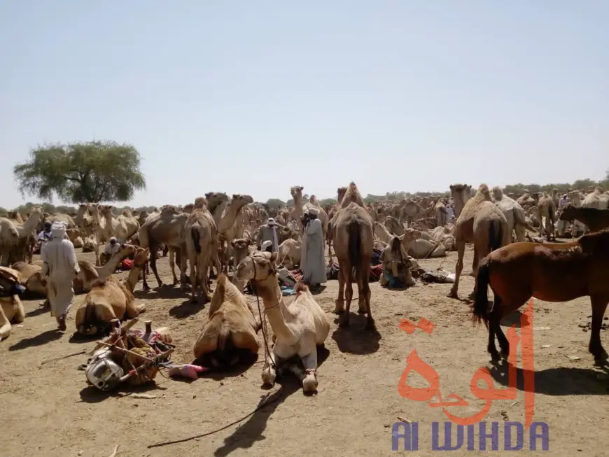 Le marché à bétail de Kerfi, à 45 km de Goz Beida. © Issa Gadaya/Alwihda Info