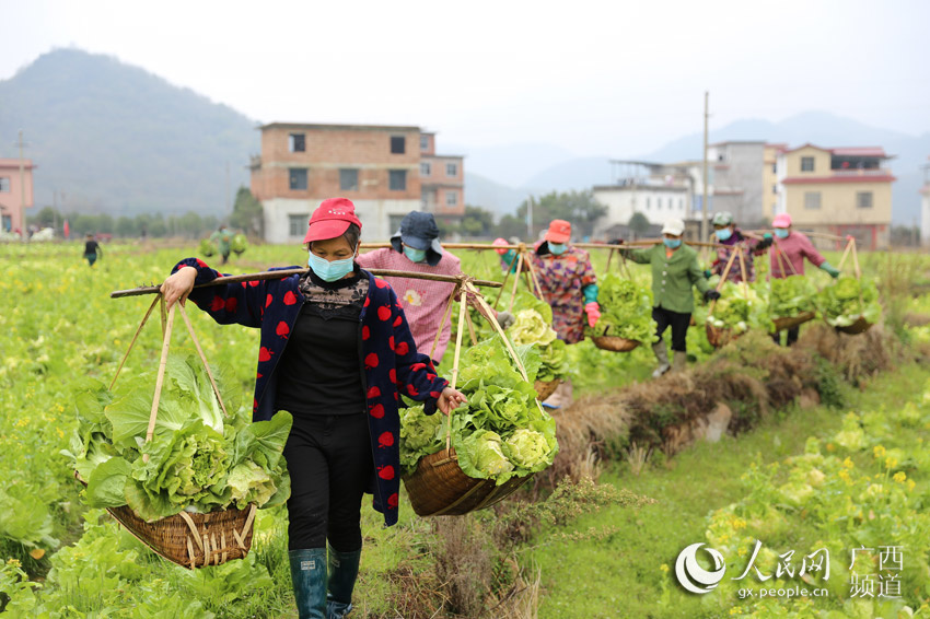 Around 40 village cadres, members of the poverty alleviation working team, as well as young volunteers pick, wash and load the vegetables at the vegetable planting base of Xuyuan village on Feb. 5. Photo by Shi Chunlai, People’s Daily Online