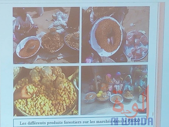 Tchad : produits forestiers non ligneux, une importance vitale au Mayo Kebbi Ouest. © Foka Mapagne/Alwihda Info Tchad : produits forestiers non ligneux, une importance vitale au Mayo Kebbi Ouest. © Foka Mapagne/Alwihda Info