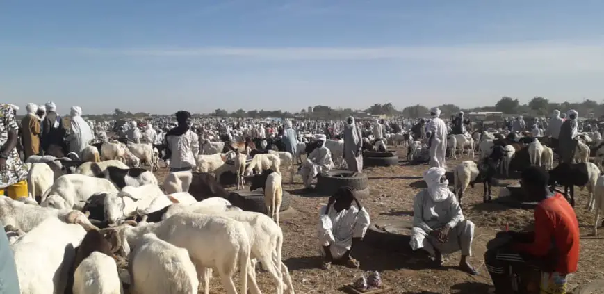 Le marché à bétail de Diguel à N'Djamena. Illustration. © Djibrine Haïdar/Alwihda Info