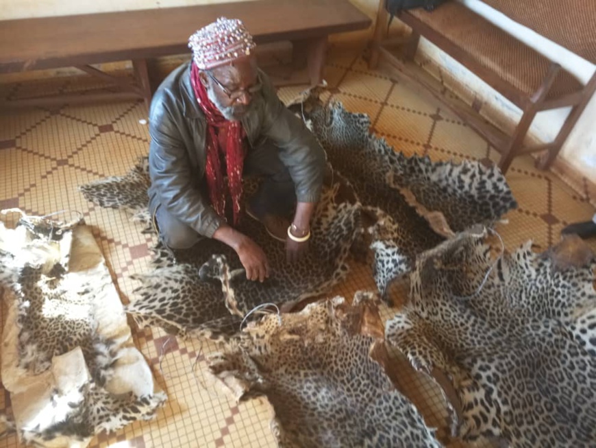 Le trafiquant d'espèces sauvages arrêté avec cinq peaux de panthère. Le trafiquant d'espèces sauvages arrêté avec cinq peaux de panthère.