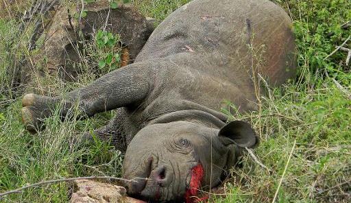 L’Homme, responsable de la disparition de la plupart des espèces animales et végétales. © DR