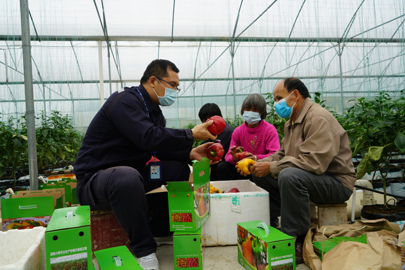Gao Feng (left), a poverty alleviation cadre from Zhongshan Power Supply Bureau, China Southern Power Grid checks the growth of bell pepper with local farmers in a green house in Zhaoqing, Guangdong province. Photo courtesy of the State-owned Assets Supervision and Administration Commission of the State Council Gao Feng (left), a poverty alleviation cadre from Zhongshan Power Supply Bureau, China Southern Power Grid checks the growth of bell pepper with local farmers in a green house in Zhaoqing, Guangdong province. Photo courtesy of the State-owned Assets Supervision and Administration Commission of the State Council