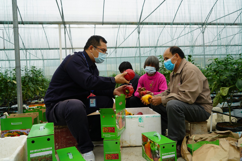 Gao Feng (left), a poverty alleviation cadre from Zhongshan Power Supply Bureau, China Southern Power Grid checks the growth of bell pepper with local farmers in a green house in Zhaoqing, Guangdong province. Photo courtesy of the State-owned Assets Supervision and Administration Commission of the State Council