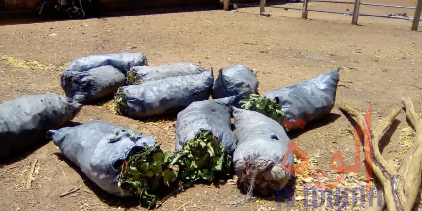 Tchad : à Pala, des produits saisis offerts aux détenus et aux forces de sécurité. © Foka Mapagne/Alwihda Info