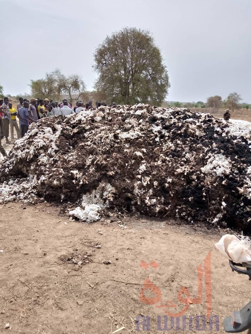 Tchad : des paysans avec des larmes aux yeux à Pala. © Foka Mapagne/Alwihda Info Tchad : des paysans avec des larmes aux yeux à Pala. © Foka Mapagne/Alwihda Info
