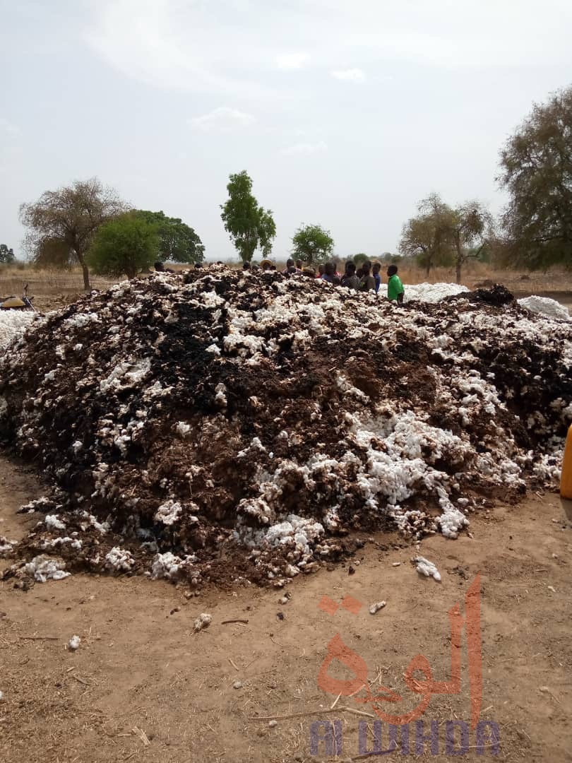 Tchad : des paysans avec des larmes aux yeux à Pala. © Foka Mapagne/Alwihda Info