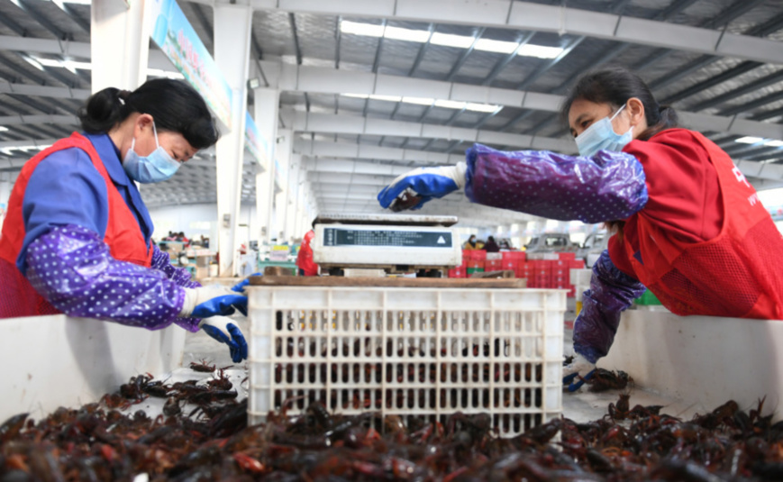 Employees sort crayfish at a crayfish trading center in Qianjiang city, central China’s Hubei province, March 17. Wu Yanjun/ People’s Daily Online Employees sort crayfish at a crayfish trading center in Qianjiang city, central China’s Hubei province, March 17. Wu Yanjun/ People’s Daily Online