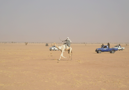 Un dromadaire à Amdjarass en 2016. © Dr/Pr Un dromadaire à Amdjarass en 2016. © Dr/Pr