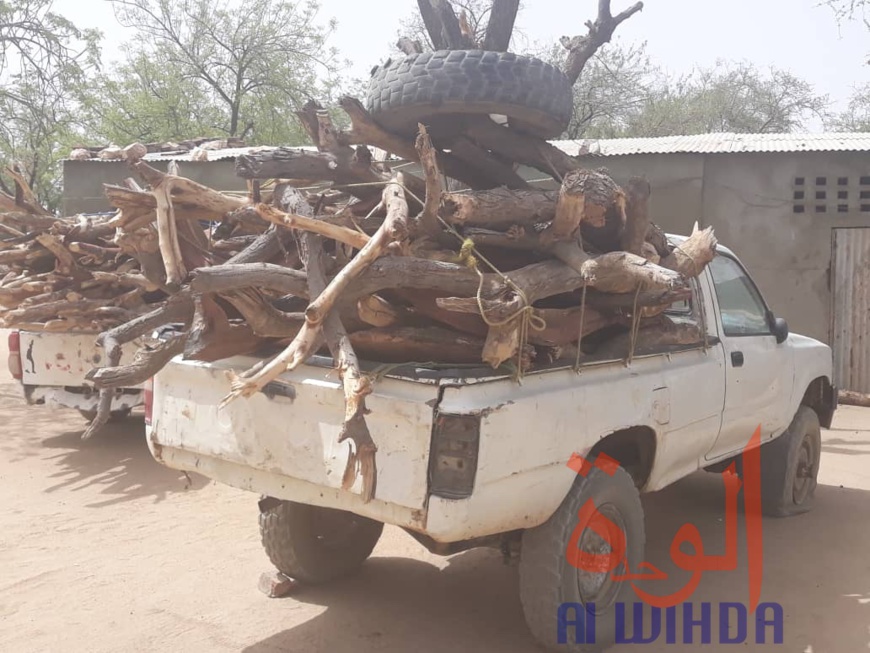 Tchad : 600 sacs de charbon et 5 véhicules chargés de bois interceptés au Ouaddaï. © Abba Issa/Alwihda Info Tchad : 600 sacs de charbon et 5 véhicules chargés de bois interceptés au Ouaddaï. © Abba Issa/Alwihda Info