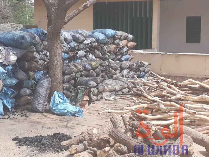 Tchad : 600 sacs de charbon et 5 véhicules chargés de bois interceptés au Ouaddaï. © Abba Issa/Alwihda Info Tchad : 600 sacs de charbon et 5 véhicules chargés de bois interceptés au Ouaddaï. © Abba Issa/Alwihda Info