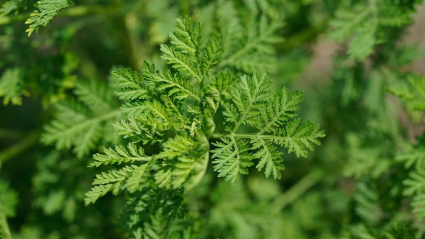 Une plante d'Artémisia. © DR Une plante d'Artémisia. © DR