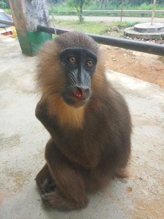 Cameroun/Covid-19 : Des trafiquants de primates arrêtés en pleine pandémie