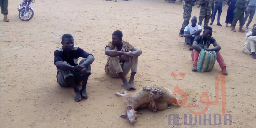 Tchad : 18 présumés malfrats arrêtés au Mayo Kebbi Ouest. © Foka Mapagne/Alwihda Info Tchad : 18 présumés malfrats arrêtés au Mayo Kebbi Ouest. © Foka Mapagne/Alwihda Info