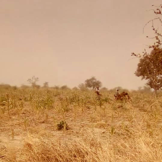 Tchad : enlèvement de 4 personnes dans la sous-préfecture de Lamé. © Foka Mapagne/Alwihda Info Tchad : enlèvement de 4 personnes dans la sous-préfecture de Lamé. © Foka Mapagne/Alwihda Info