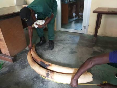 Cameroun/Douala : Trois personnes arrêtées pour trafic d'ivoire Cameroun/Douala : Trois personnes arrêtées pour trafic d'ivoire