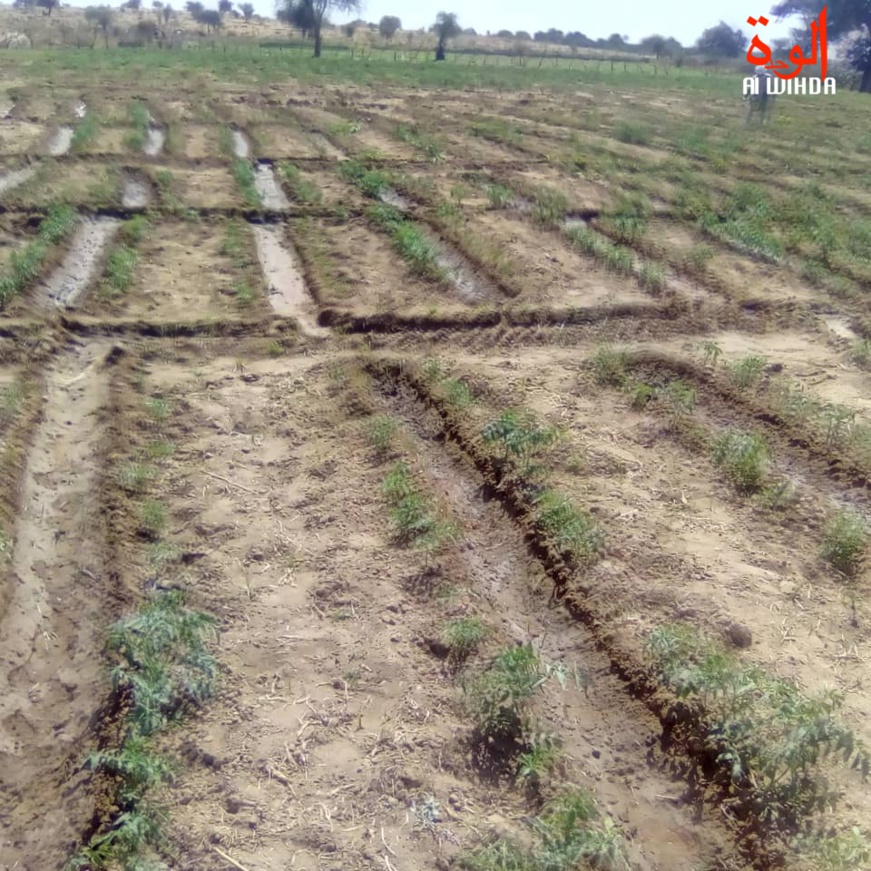 De la culture maraichère au Tchad. © Abba Issa/Alwihda Info De la culture maraichère au Tchad. © Abba Issa/Alwihda Info