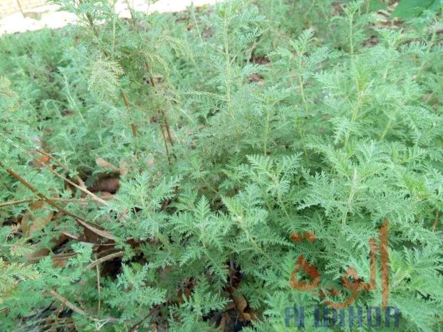 Remède contre le Covid-19 : "le Tchad ne va pas rester les bras croisés" (ministre santé) Remède contre le Covid-19 : "le Tchad ne va pas rester les bras croisés" (ministre santé)