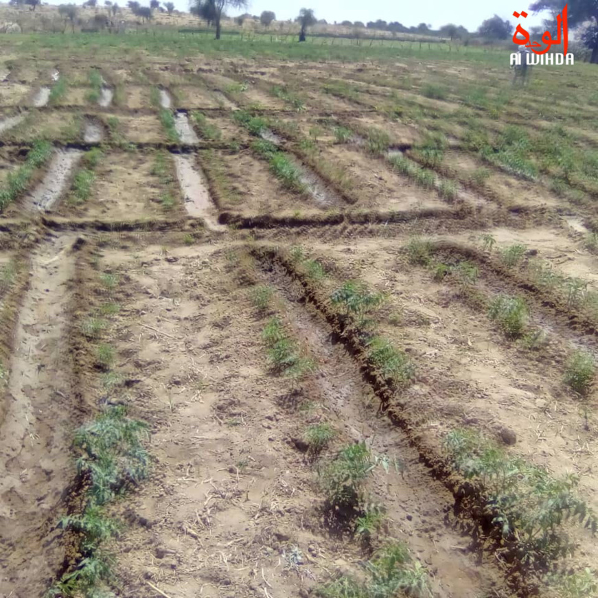 Une culture maraichère à l'Est du Tchad. © Abba Issa/Alwihda Info Une culture maraichère à l'Est du Tchad. © Abba Issa/Alwihda Info