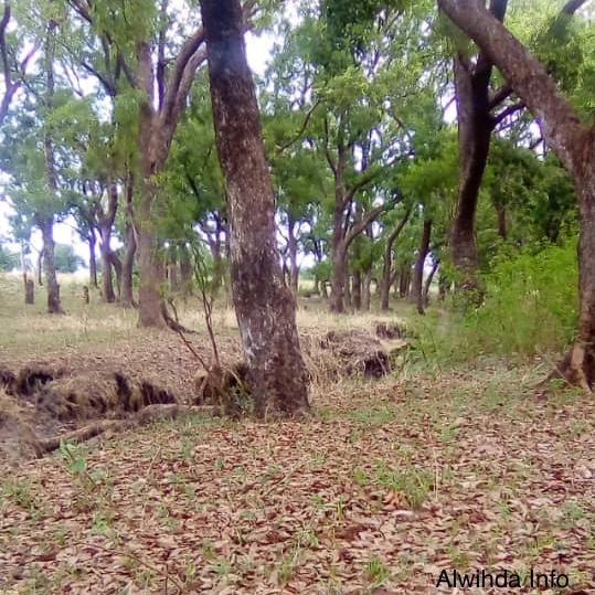 Une forêt au Mayo Kebbi Ouest. © Foka Mapagne/Alwihda Info