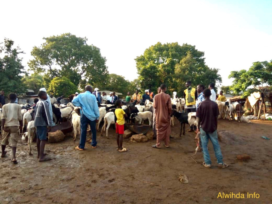 Une vente de moutons le dimanche 24 mai 2020 à Moundou pour la fête de l'Aid El-Fitr. © Golmen Ali/Alwihda Info