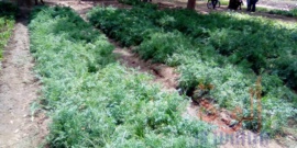 Tchad : l'heure de la récolte pour les jardins potagers du projet AyA Tchad : l'heure de la récolte pour les jardins potagers du projet AyA