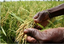 Tchad : L’Etat doit miser plus sur l’agriculture et venir en aide à la population pour booster ce secteur: ©️ Abba Issa/Alwihda Info