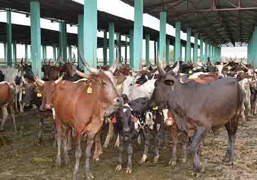 Des vaches à la ferme de Mandélia au Tchad. Illustration © DR/PrTd