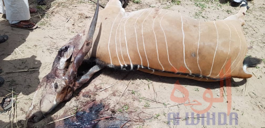 Tchad : deux antilopes chevalines tuées à Kélo, 58 arrestations. © Denis Mbairemadji Axel/Alwihda Info