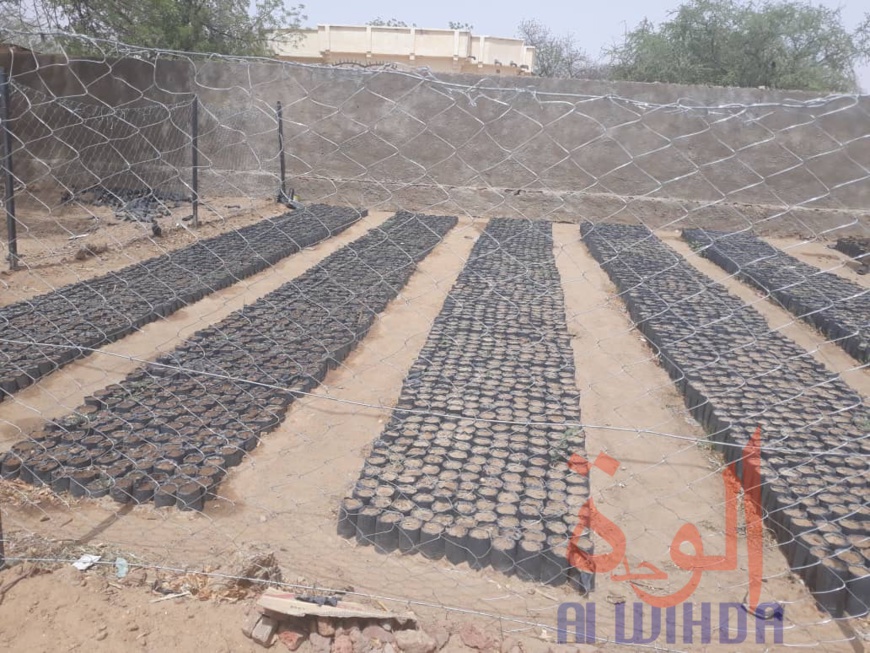 Tchad : en province, une mutualisation d'efforts pour protéger l'environnement. © Alwihda Info/Alwihda Info Tchad : en province, une mutualisation d'efforts pour protéger l'environnement. © Alwihda Info/Alwihda Info