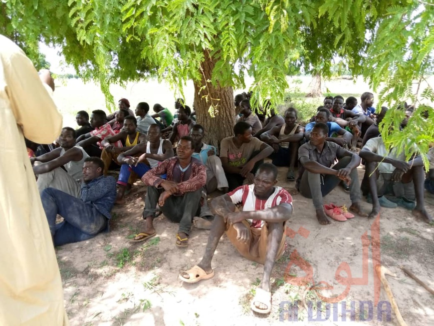 Tchad : antilopes chevalines abattues, 25 libérations sur les 58 arrestations Tchad : antilopes chevalines abattues, 25 libérations sur les 58 arrestations