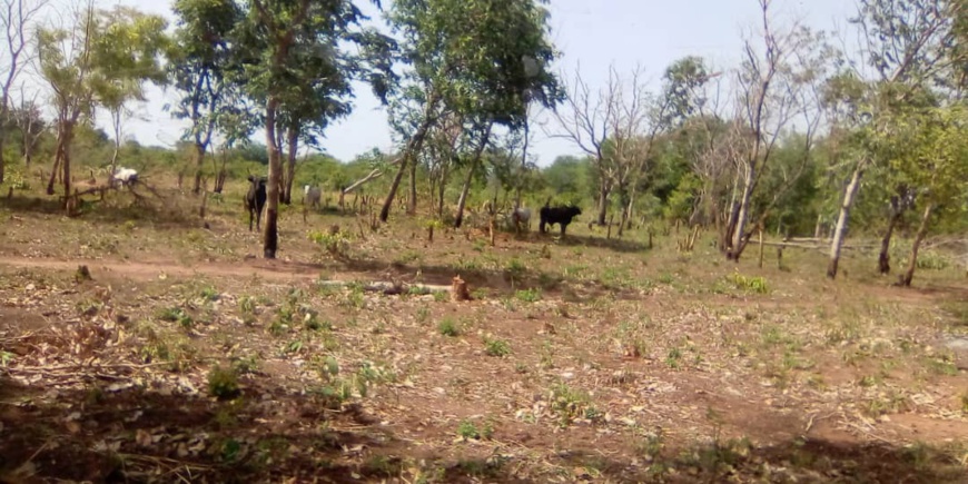 Une forêt au Mayo Kebbi Ouest. Illustration © Foka Mapagne/Alwihda Info