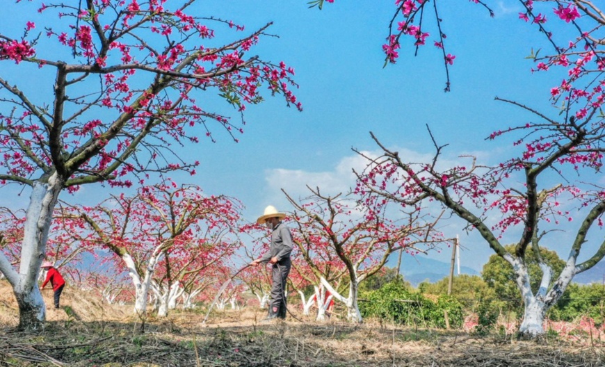 Photo taken on Feb. 26 shows farmers watering and weeding a peach orchard in a poverty-relief base in Dayu county of east China’s Jiangxi province. (Photo by Wu Shousheng/People’s Daily Online)