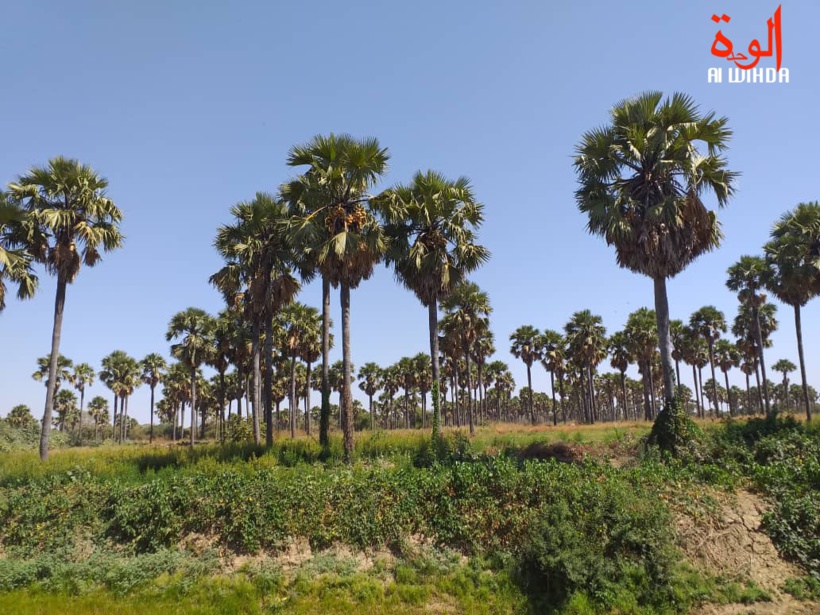 La forêt de Kerfi au Tchad. Illustration © Mahamat Issa Gadaya/Alwihda Info La forêt de Kerfi au Tchad. Illustration © Mahamat Issa Gadaya/Alwihda Info