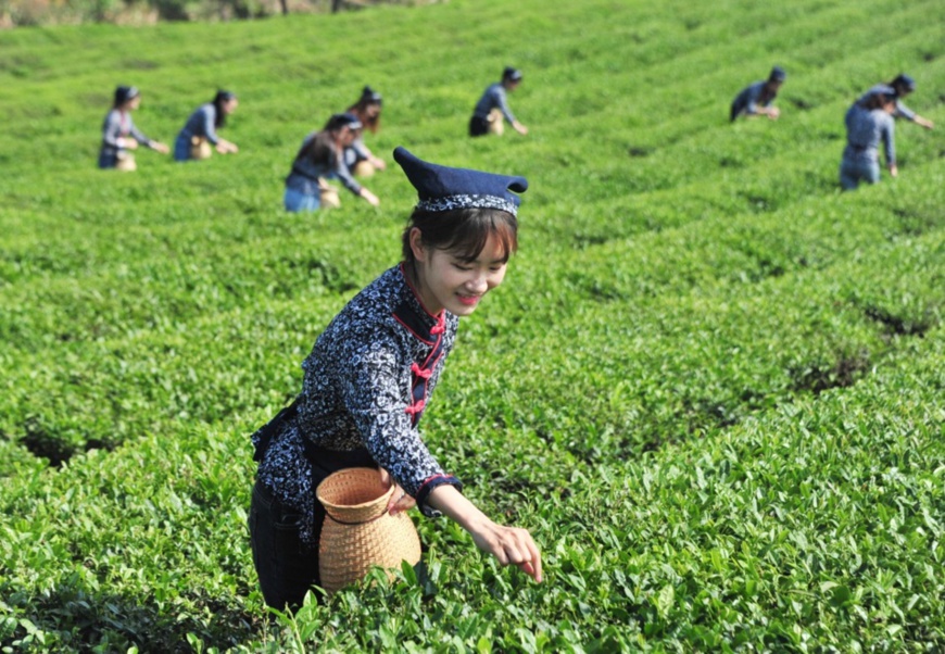 Villagers pick tea leaves at a tea garden in Feili township, Langxi county, Xuancheng, east China’s Anhui province, May 17, 2020. Yang Jianzheng, People’s Daily Online