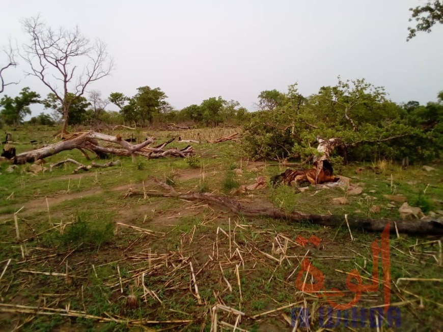 Tchad : plus d'une vingtaine de personnes arrêtées pour défrichages au Mayo Kebbi Ouest. © Foka Mapagne/Alwihda Info Tchad : plus d'une vingtaine de personnes arrêtées pour défrichages au Mayo Kebbi Ouest. © Foka Mapagne/Alwihda Info