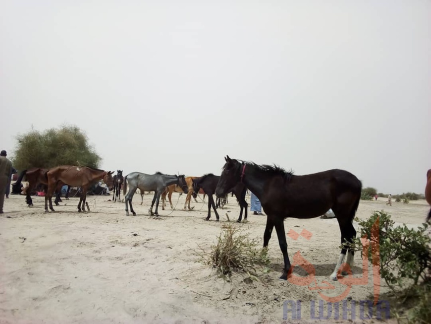 Tchad - Covid-19 : au Hadjer Lamis, une sensibilisation de proximité dans les villages Tchad - Covid-19 : au Hadjer Lamis, une sensibilisation de proximité dans les villages