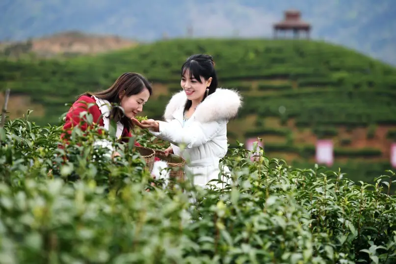 Tourists pick tea leaves at an ecological tea garden in Gongyi village, Daduan township, East China’s Jiangxi Province on March 31. Photo by Zhou Liang/People’s Daily Online