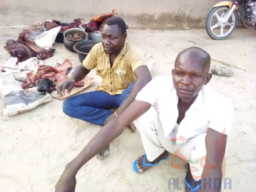 Tchad : cuisine avec de la viande du cadavre d'un cheval, 6 arrestations à Massakory