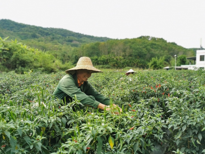 Villager Wang Fuyuan from Maohui village, Wuzhishan of south China’s Hainan province picks chilis at a demonstration field. Photo by Wang Shuo, People’s Daily Online