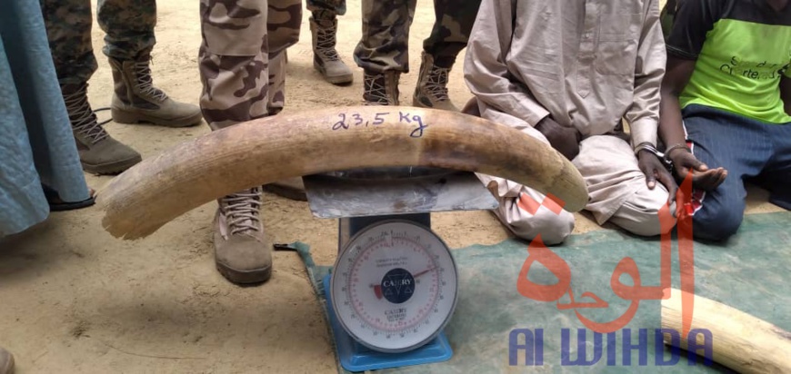 Tchad : trafic d'ivoire, la Garde forestière et faunique arrête plusieurs individus  Tchad : trafic d'ivoire, la Garde forestière et faunique arrête plusieurs individus