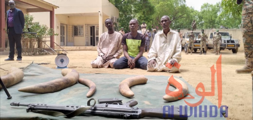 Tchad : trafic d'ivoire, la Garde forestière et faunique arrête plusieurs individus  Tchad : trafic d'ivoire, la Garde forestière et faunique arrête plusieurs individus
